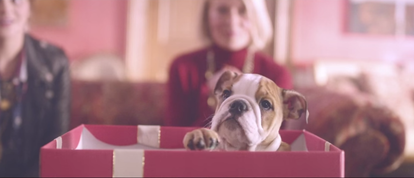 mulberry win christmas puppy