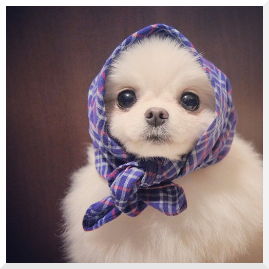 prostatepste to derma sas xeimona skilaki me kaskol