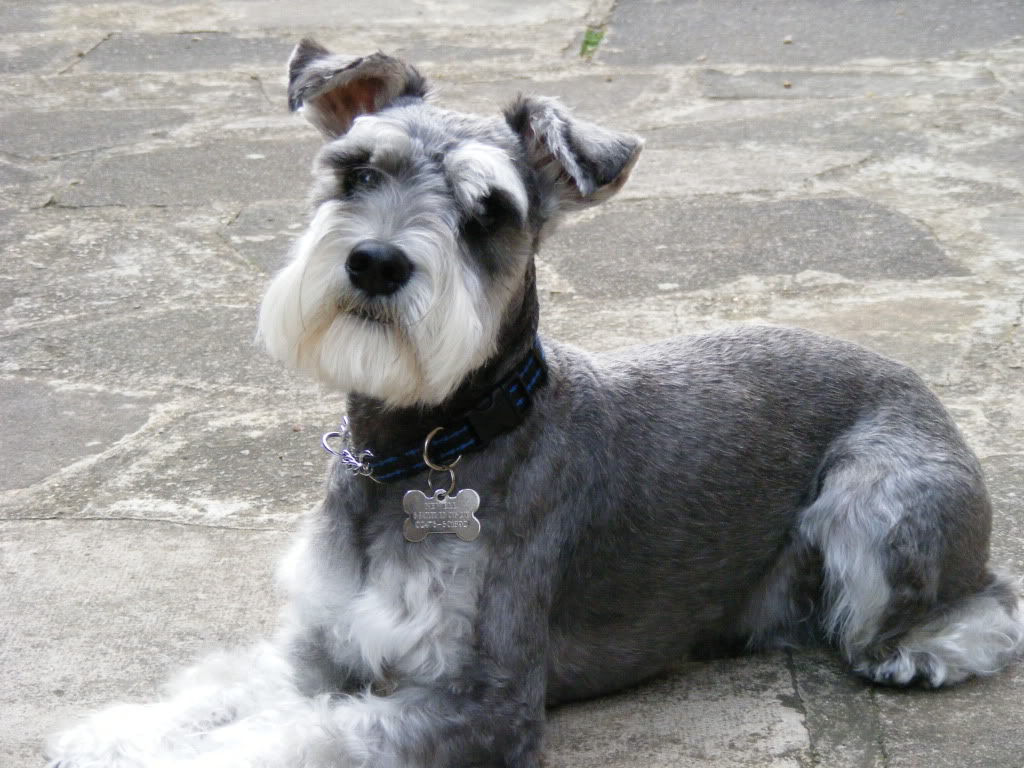 SCHNAUZER MOUSTAKIA