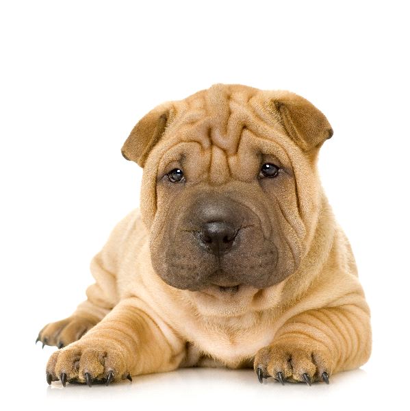 SHAR PEI RITDES