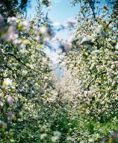 terri weifenbach for diptyque