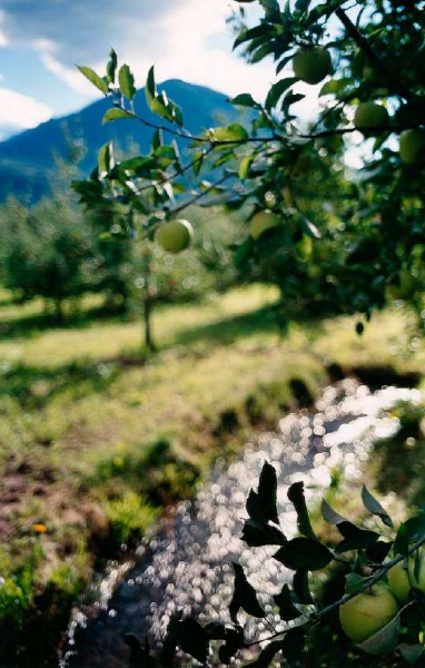 terri weifenbach for diptyque2