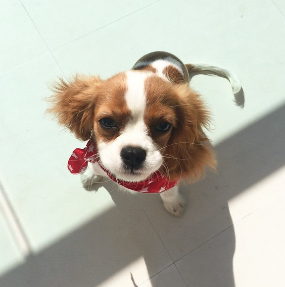 katerina kainourgiou, skilos