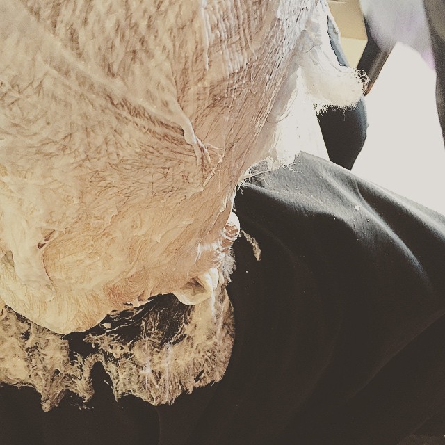 5 lady gaga mallia vafi