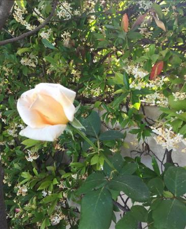 newego_LARGE_t_1401_106914576_type13085 (1)