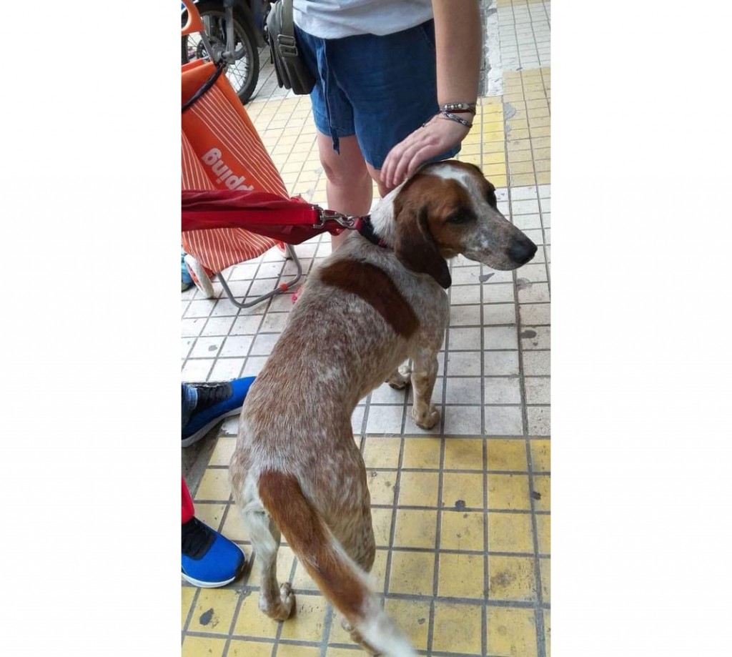 Λούα: Το γενναίο σκυλάκι που έγινε σύμβολο τύχης στις φωτιές βρήκε την οικογένειά του