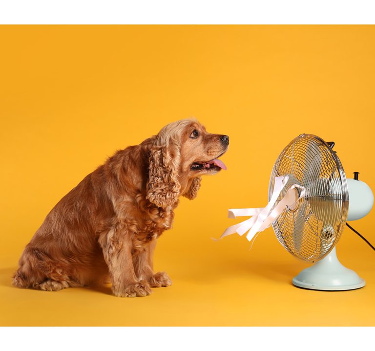 Σκύλος ζεσταίνεται