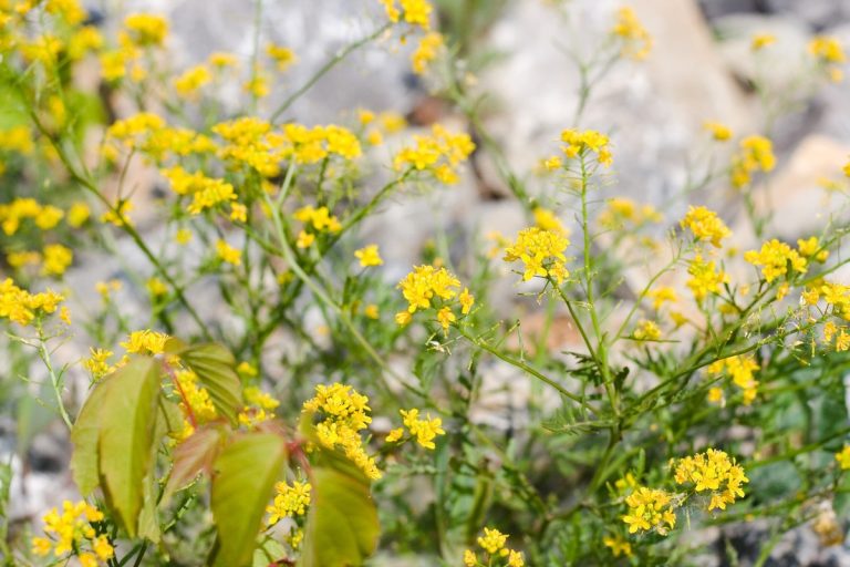 Φυτό απήγανος διώχνει τη γρουσουζιά