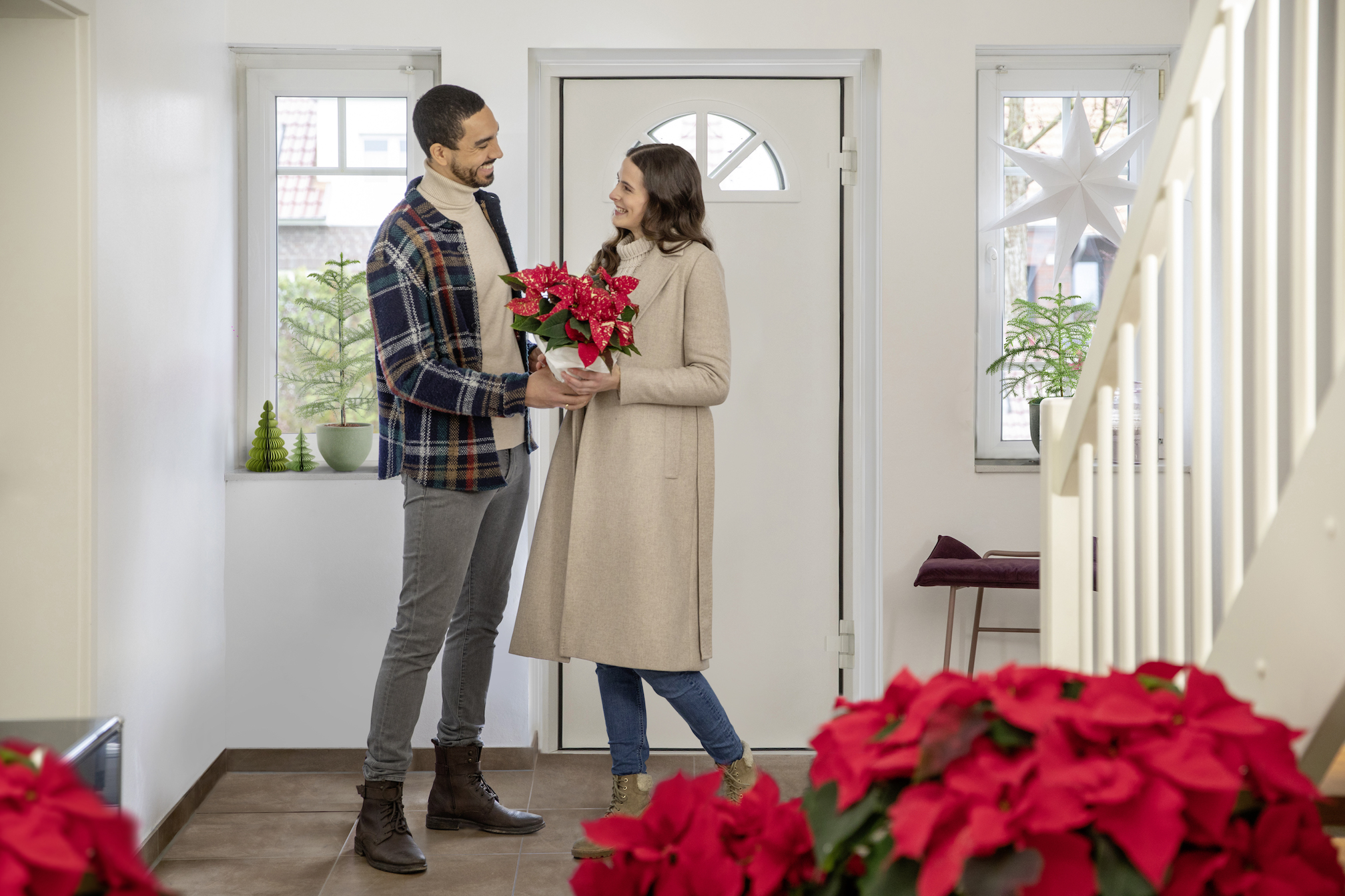 Αλεξανδρινό φυτό στη διακόσμηση σπιτιού