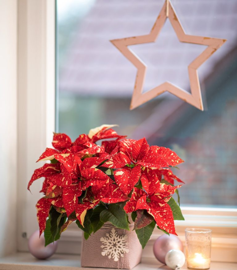 Αλεξανδρινό φυτό στη διακόσμηση σπιτιού