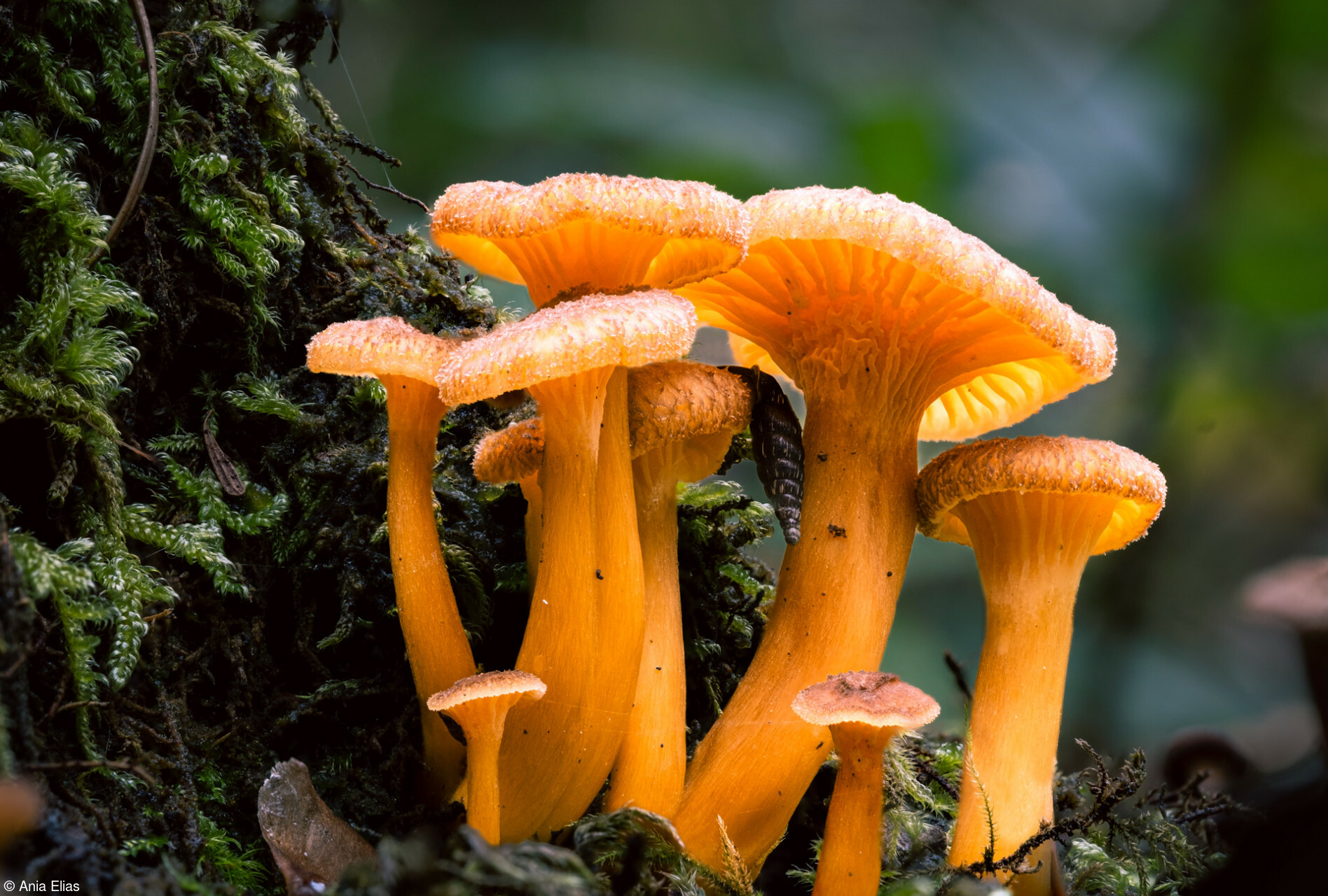 Φωτογραφία της ημέρας μανιτάρια-καρφιά της Τatiana Mura