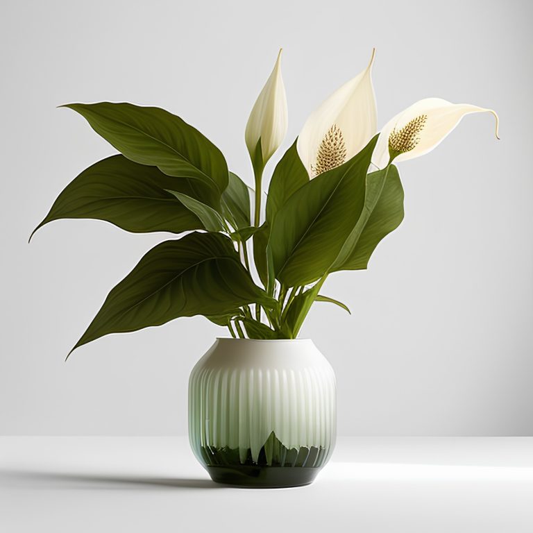 Το φυτό της γυναικείας ευτυχίας