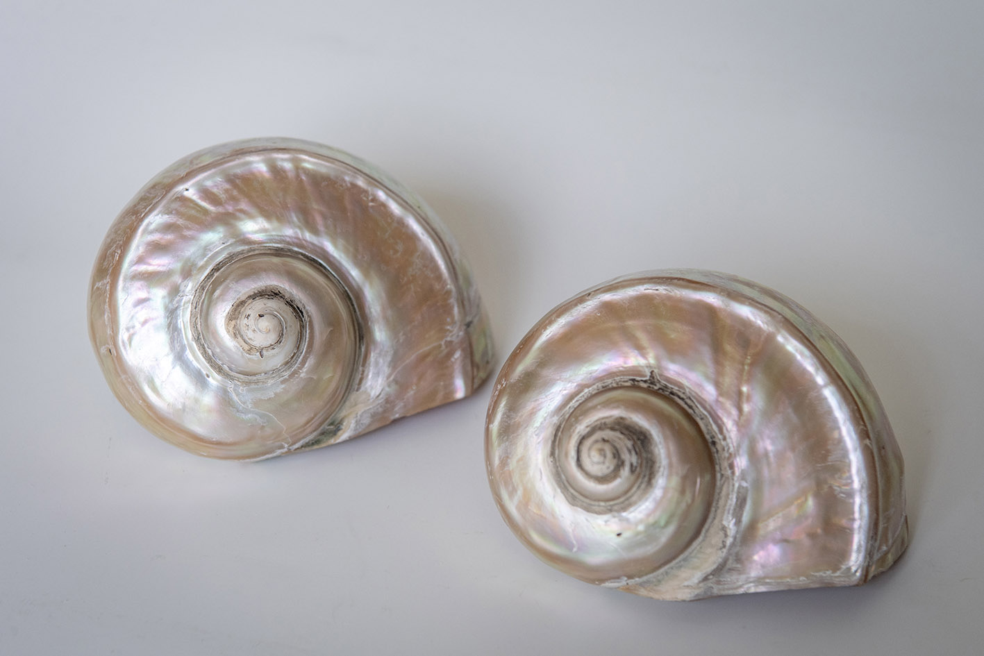 Δύο εκπληκτικά κοχύλια turbo marmoratus