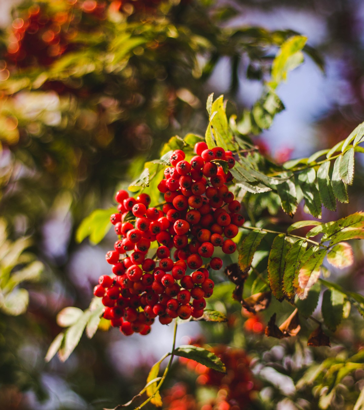 Βότανο για την καρδιά