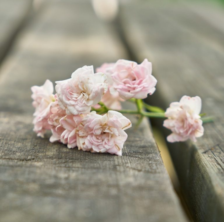 Ροζ Λουδούδια - Πρωτομαγιά