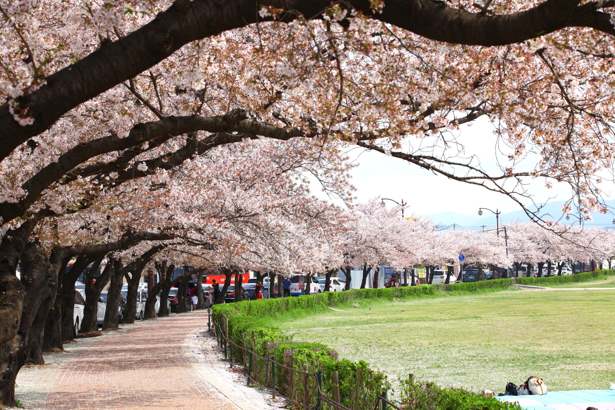 Gyeongju-Cherry-Blossoms