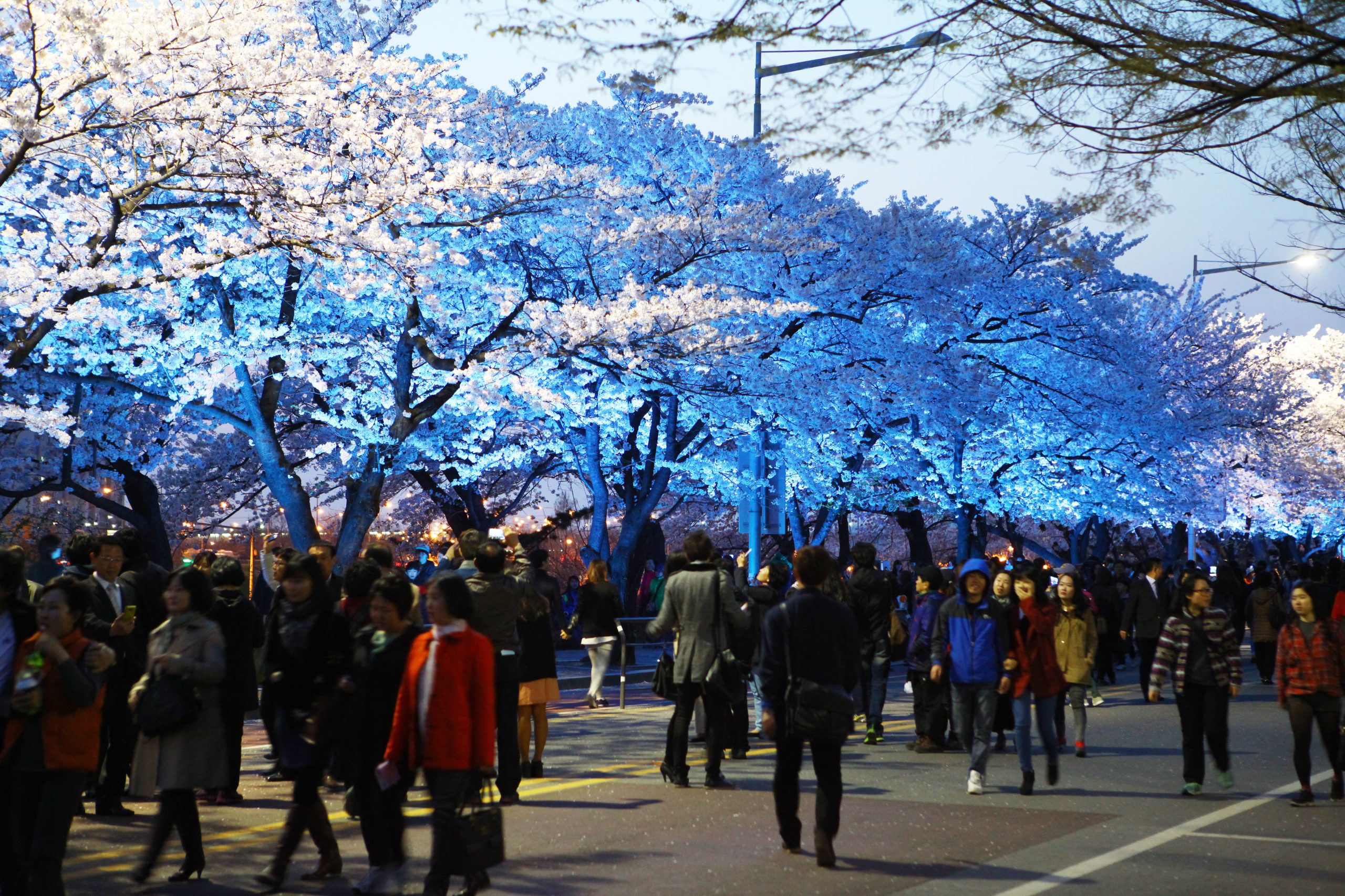 Tο Φεστιβάλ Ανοιξιάτικων Λουλουδιών Yeouido, το πιο δημοφιλές φεστιβάλ ανθισμένων κερασιών στη Σεούλ.