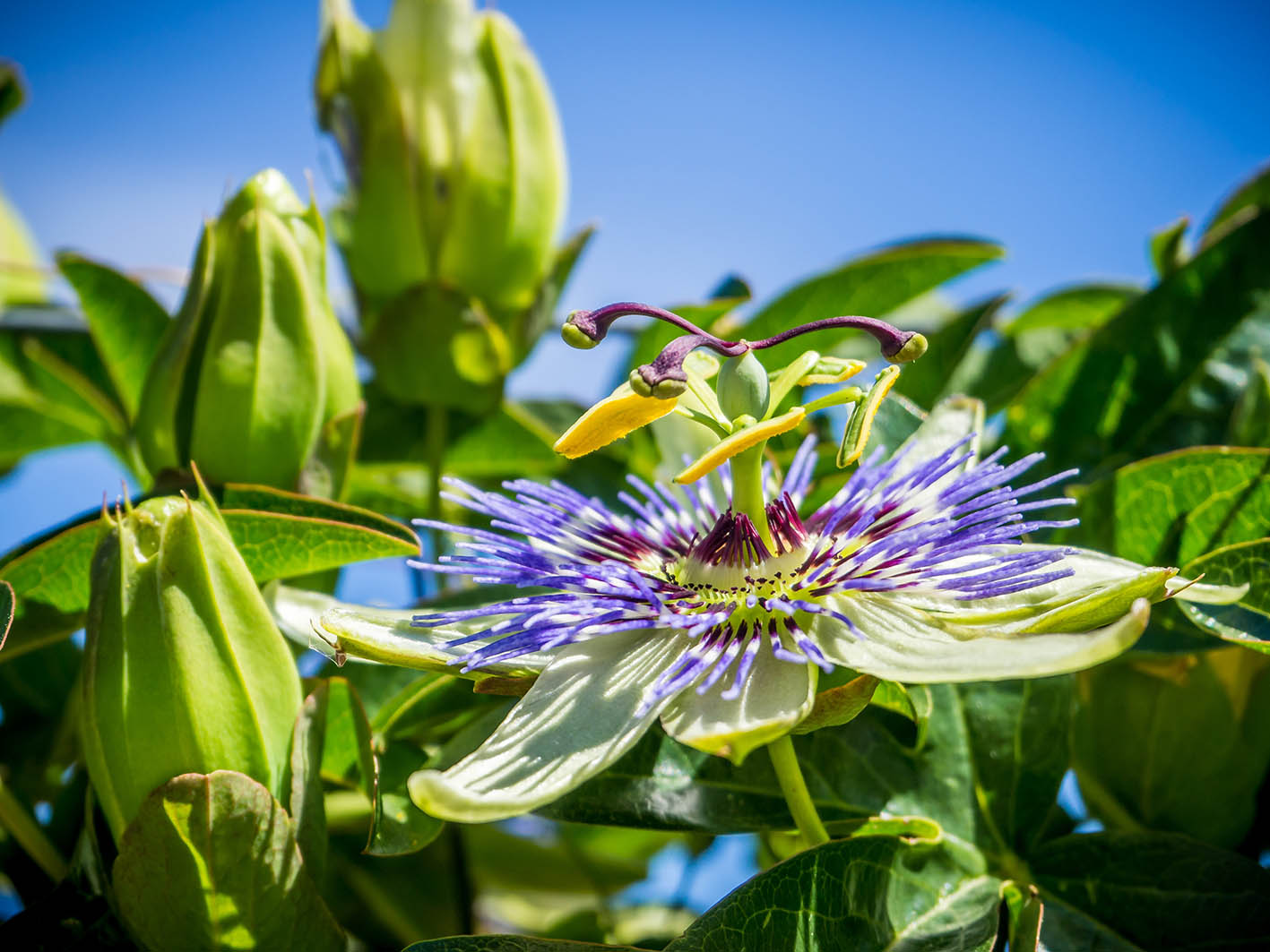 Λουλούδι Passiflora