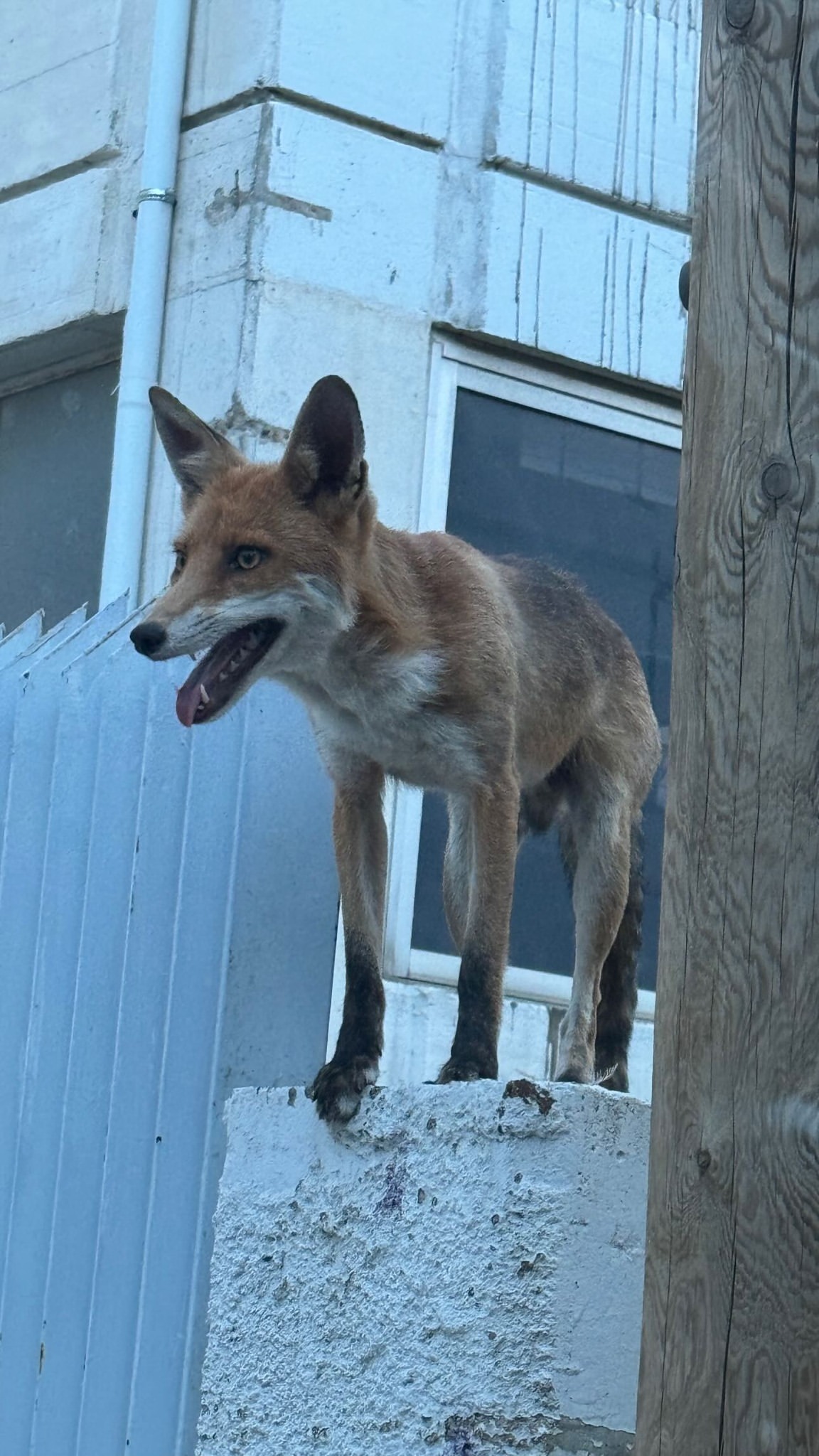 Η αλεπού στη γειτονιά της Δέσποινας Καμπούρη