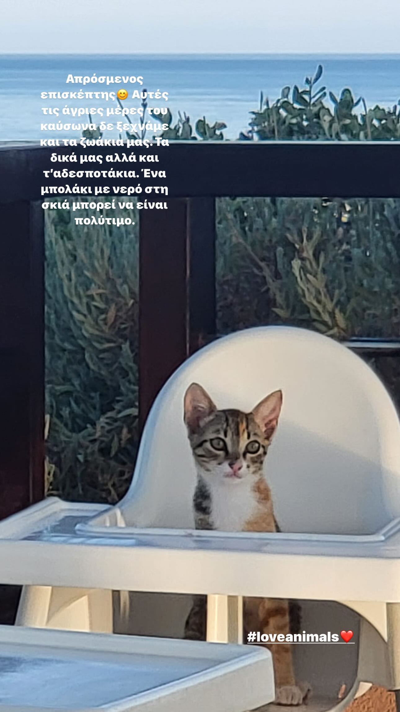 Η γάτα που βρήκε η Μάρα Ζαχαρέα