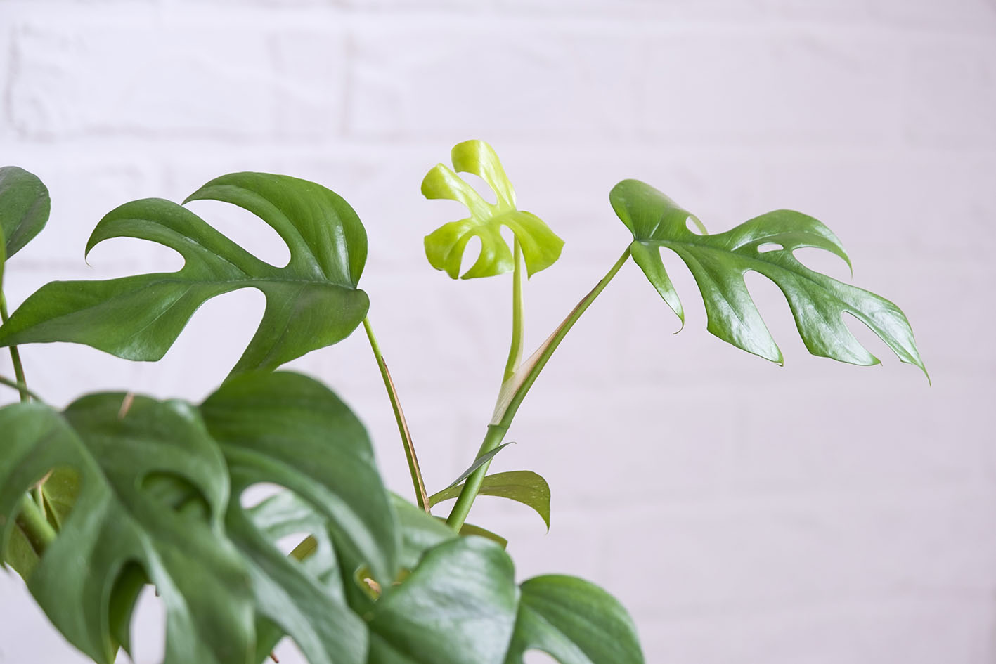 Το φυτό Μονστέρα