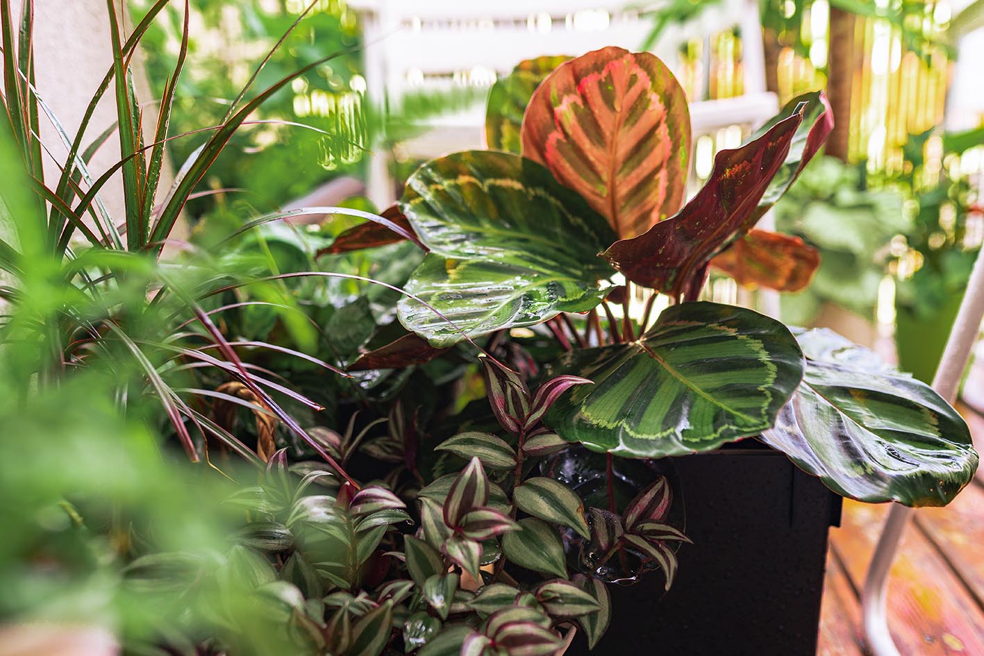 Φυτό Καλαθέα. 