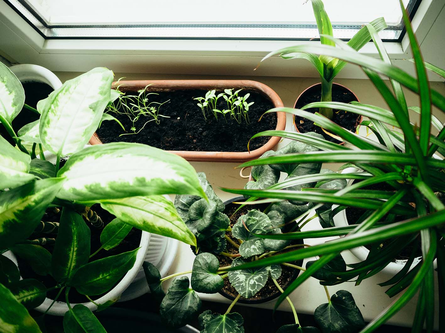 Φυτά για σπίτι