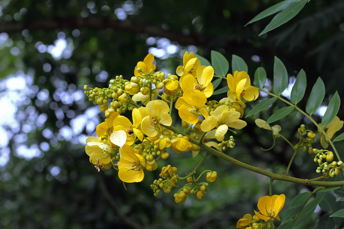 Σέννα η Αλεξανδρινή βότανο