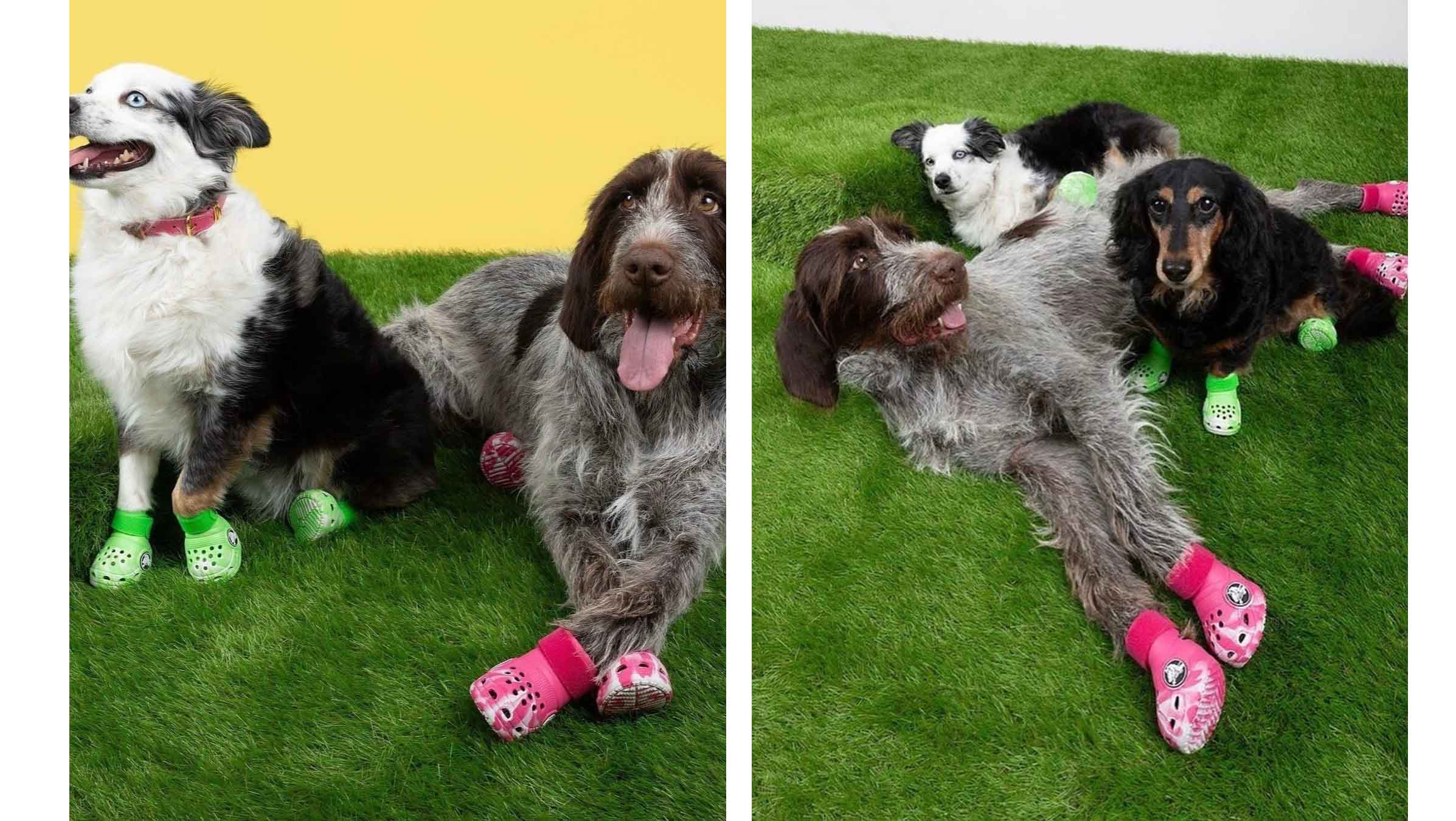 Pollos Crocs Αυτά τα Crocs για σκύλους μάς έχουν ξετρελάνει -Cuteness Overload!