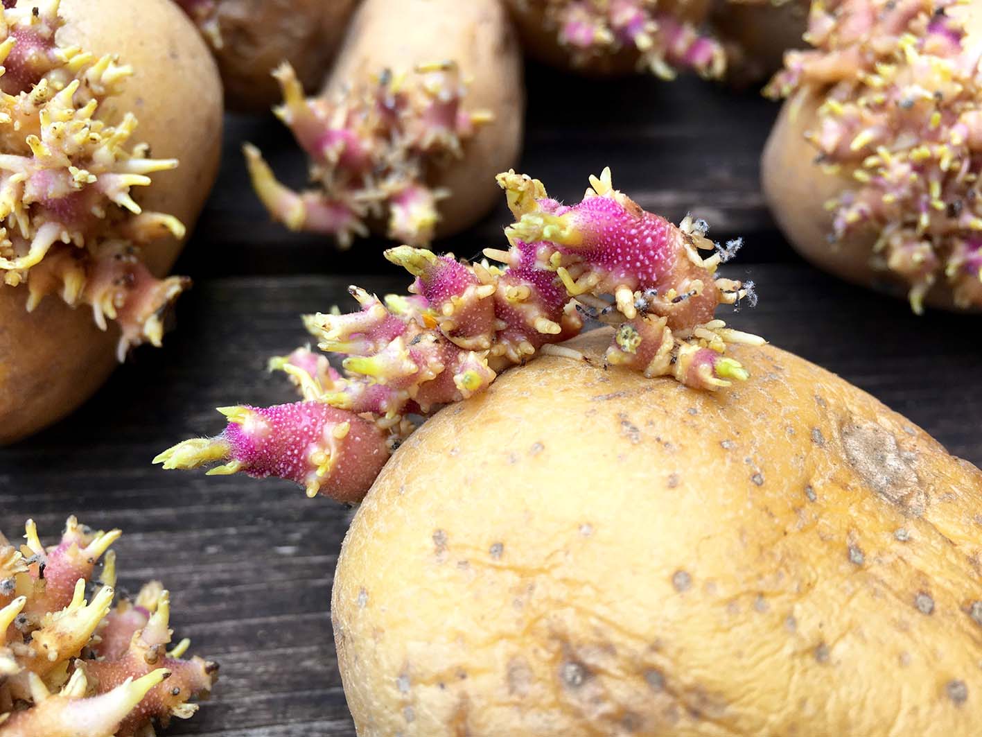 Πατάτες με φύτρες λόγω πολυκαιρίας