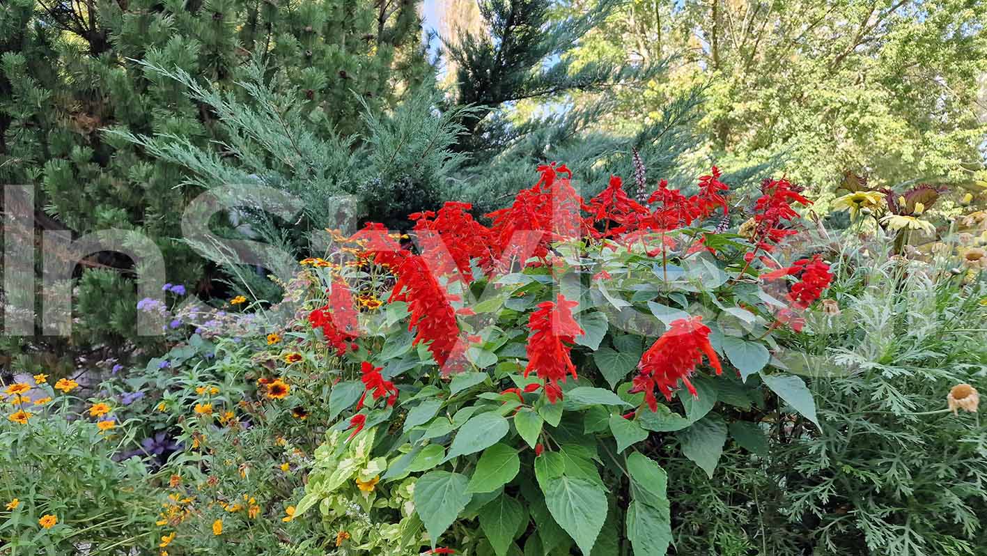 Λουλούδια κόκκινα