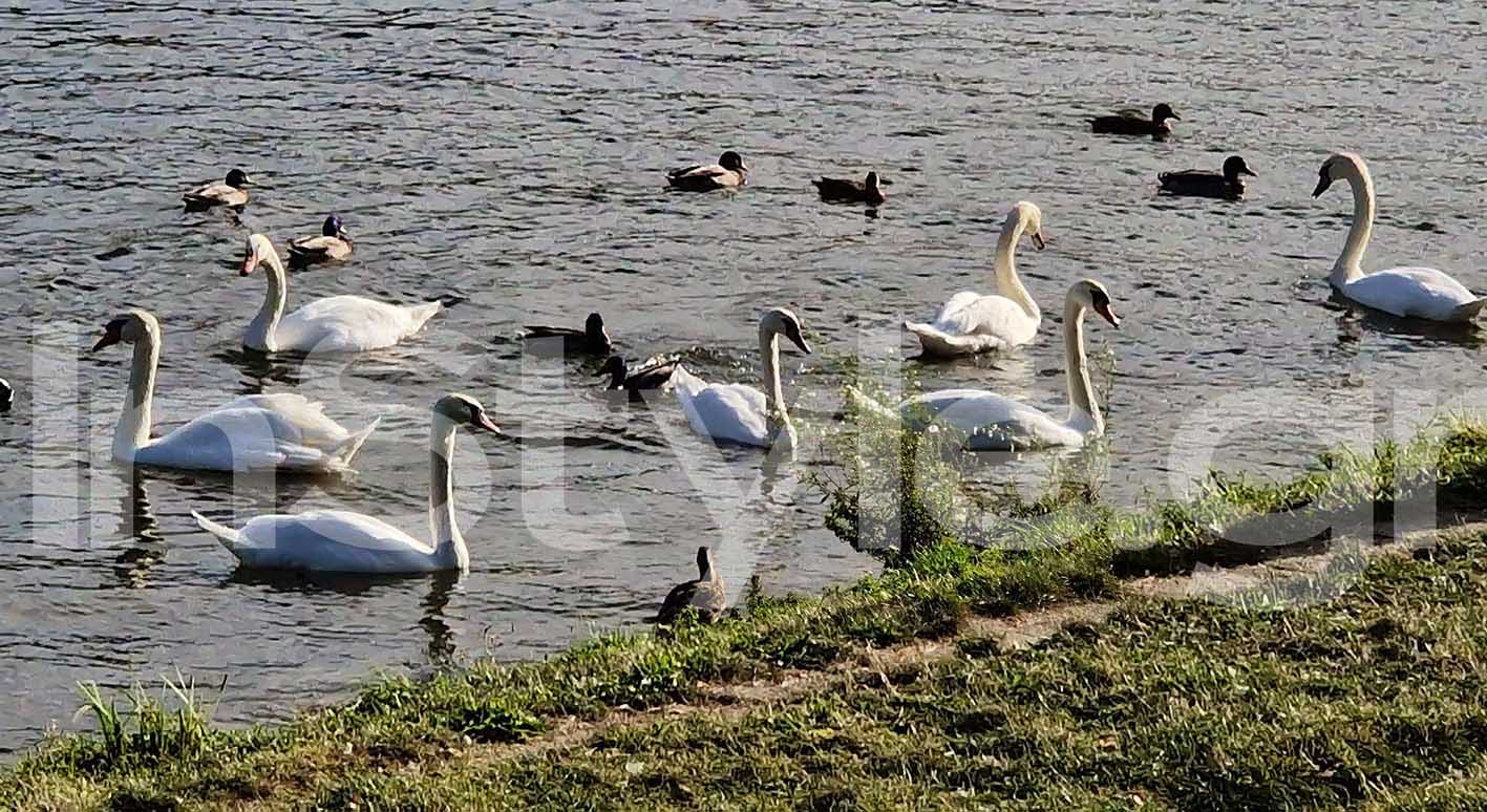 Κύκνοι σε λίμνη