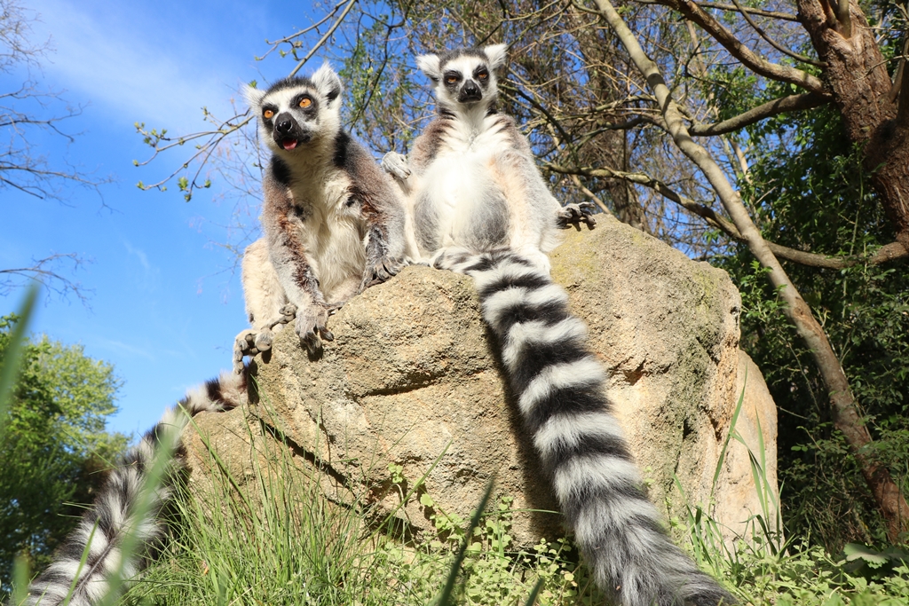 Ο Ζωολογικός Κήπος στο Pilsen.