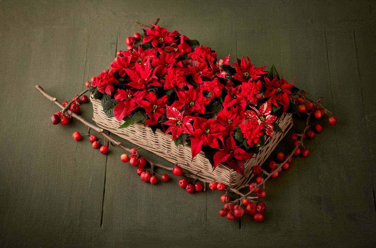 Δίσκος με αλεξανδρινά