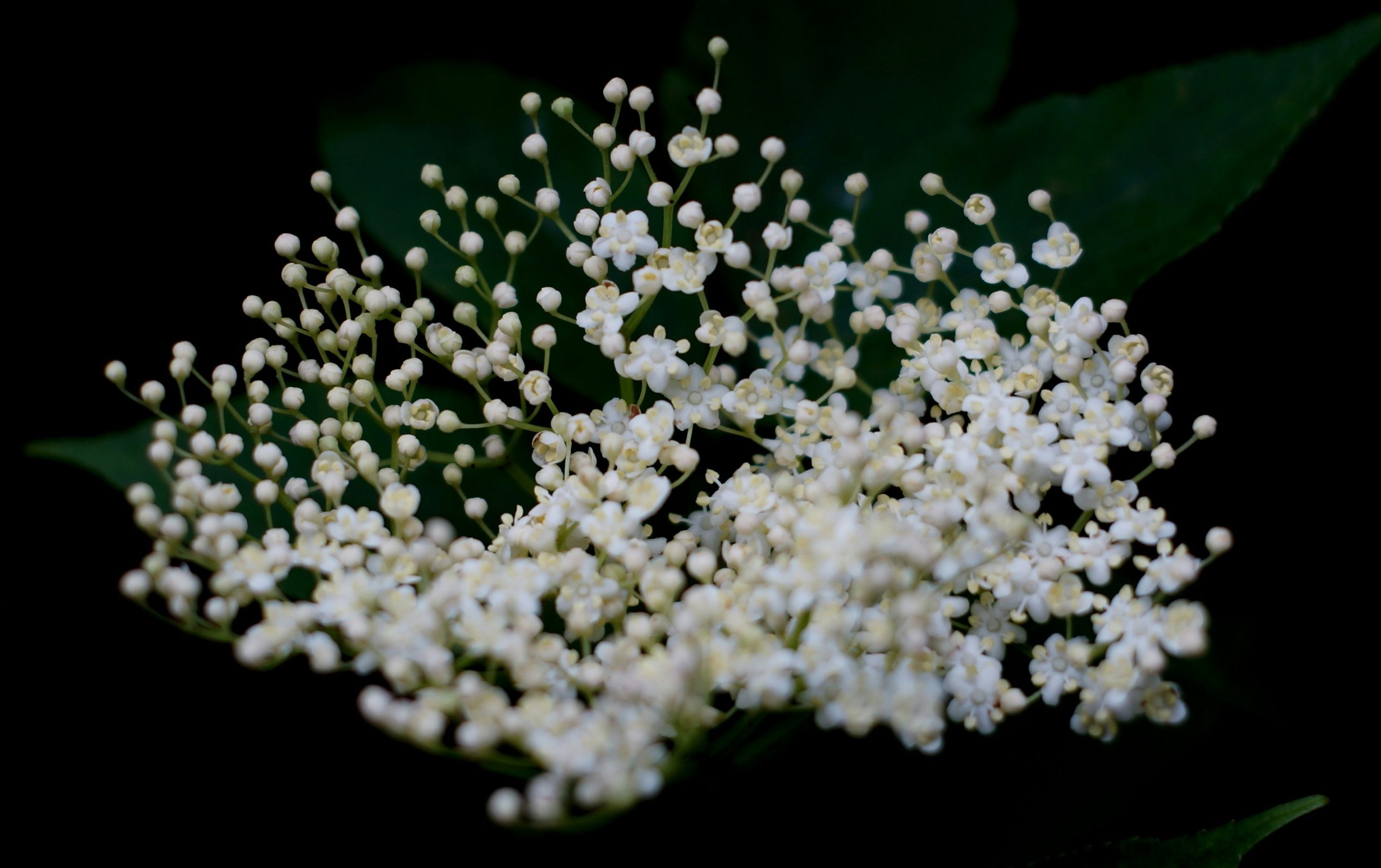 άνθη από το φυτό σαμπούκου