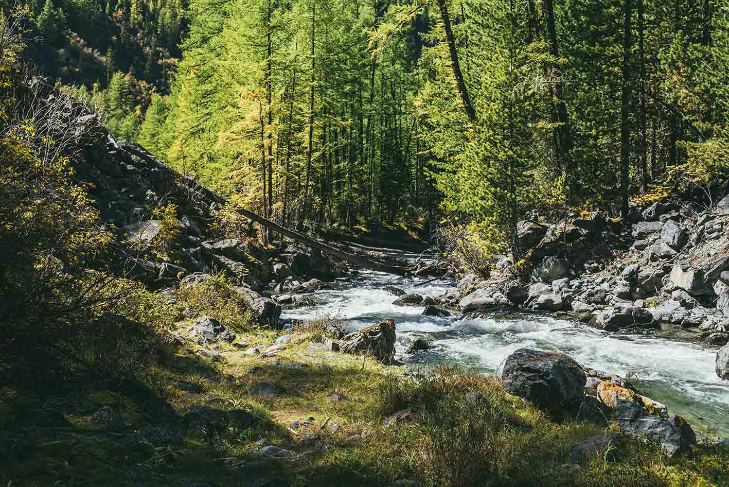 Ποτάμι σε δάσος