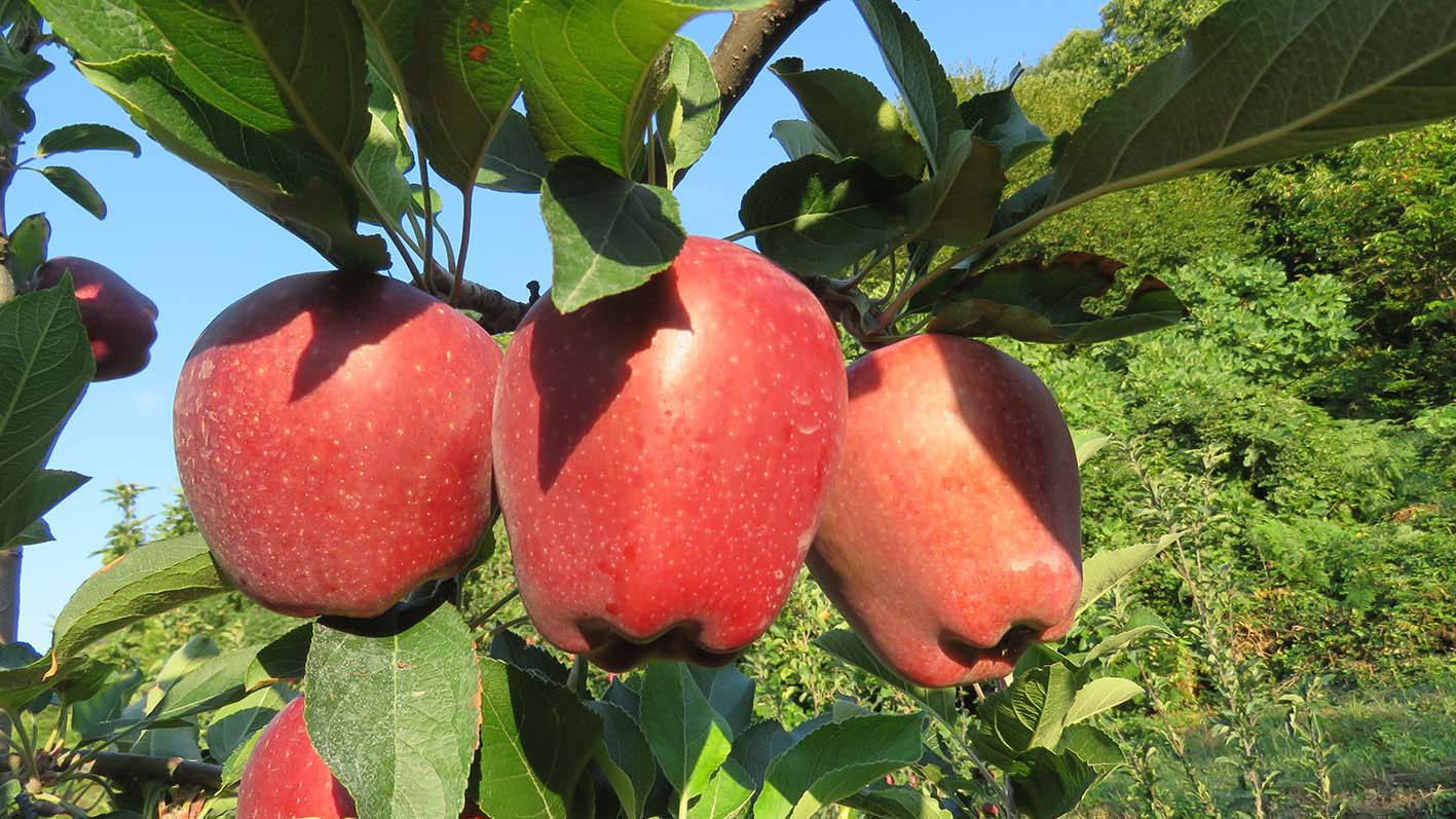 Mηλα Πηλίου