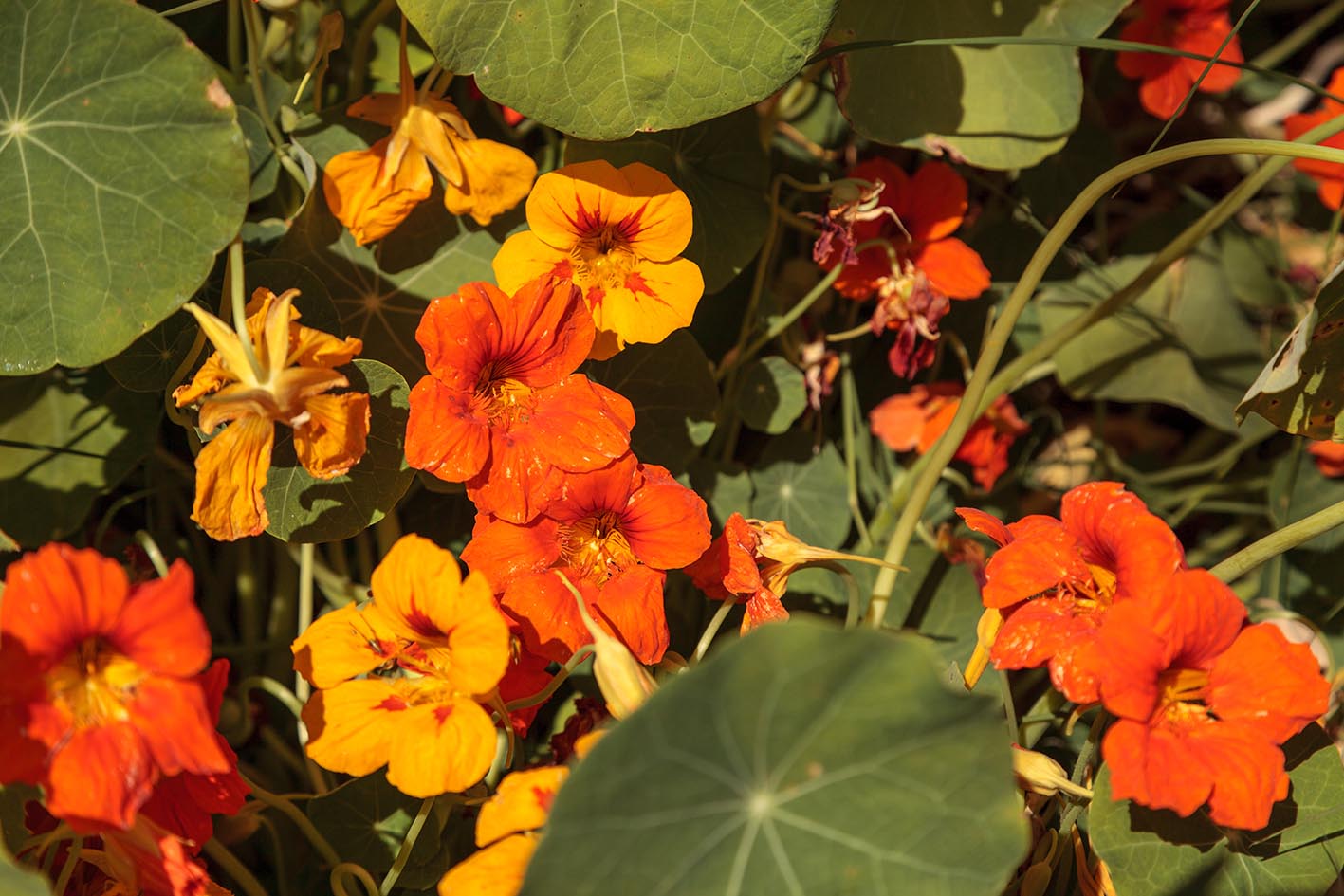 Πορτοκαλί λουλούδια που τρώγονται κιόλας nastutrium