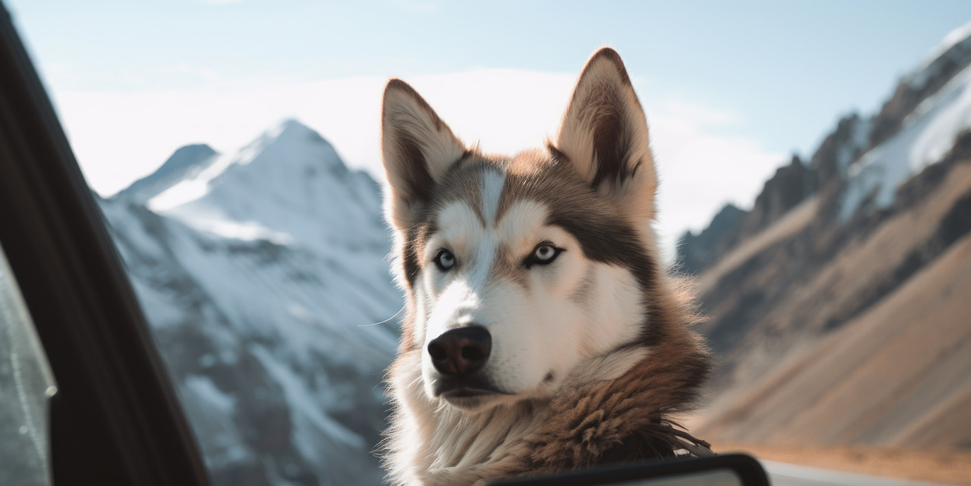 Σκύλος κοιτάζει έξω από ένα αυτοκίνητο