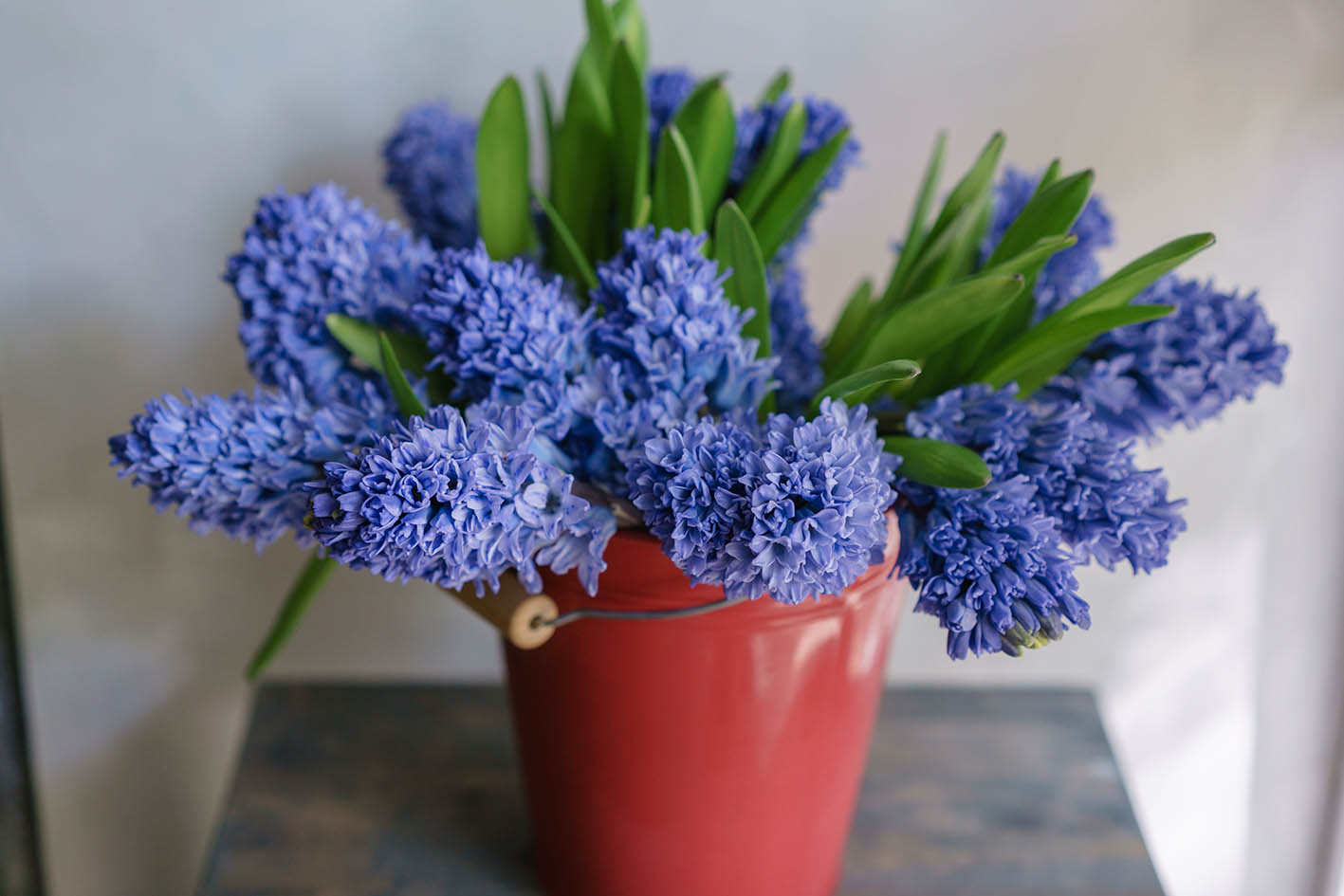 Λουλούδι σε γλάστρα μπλε υάκινθος