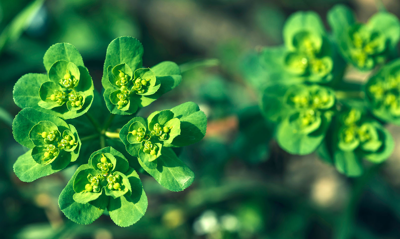 Άγριολούλουδα σε πράσινο χρώμα