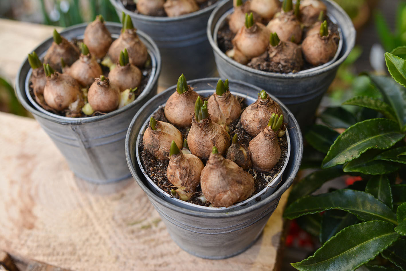 Βολβοί λουλουδιών για φύτεμα