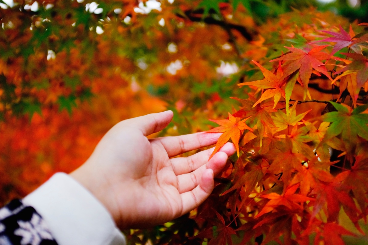 φύλλα σφένδαμου