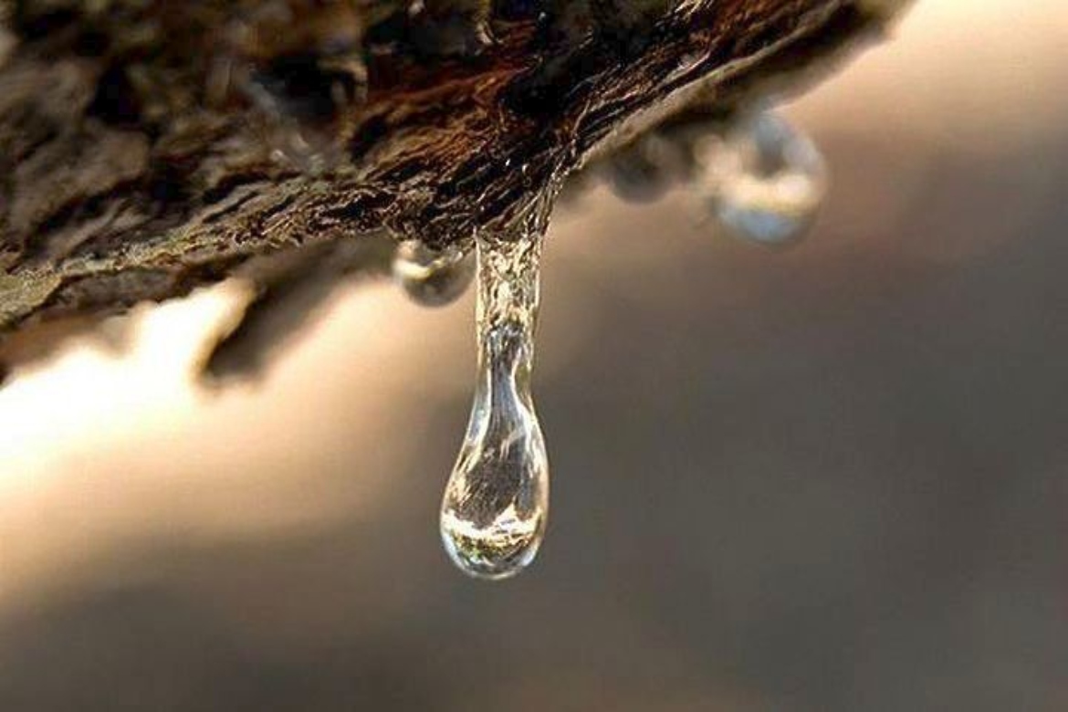 δάκρυα μαστιχόδεντρου Χίου