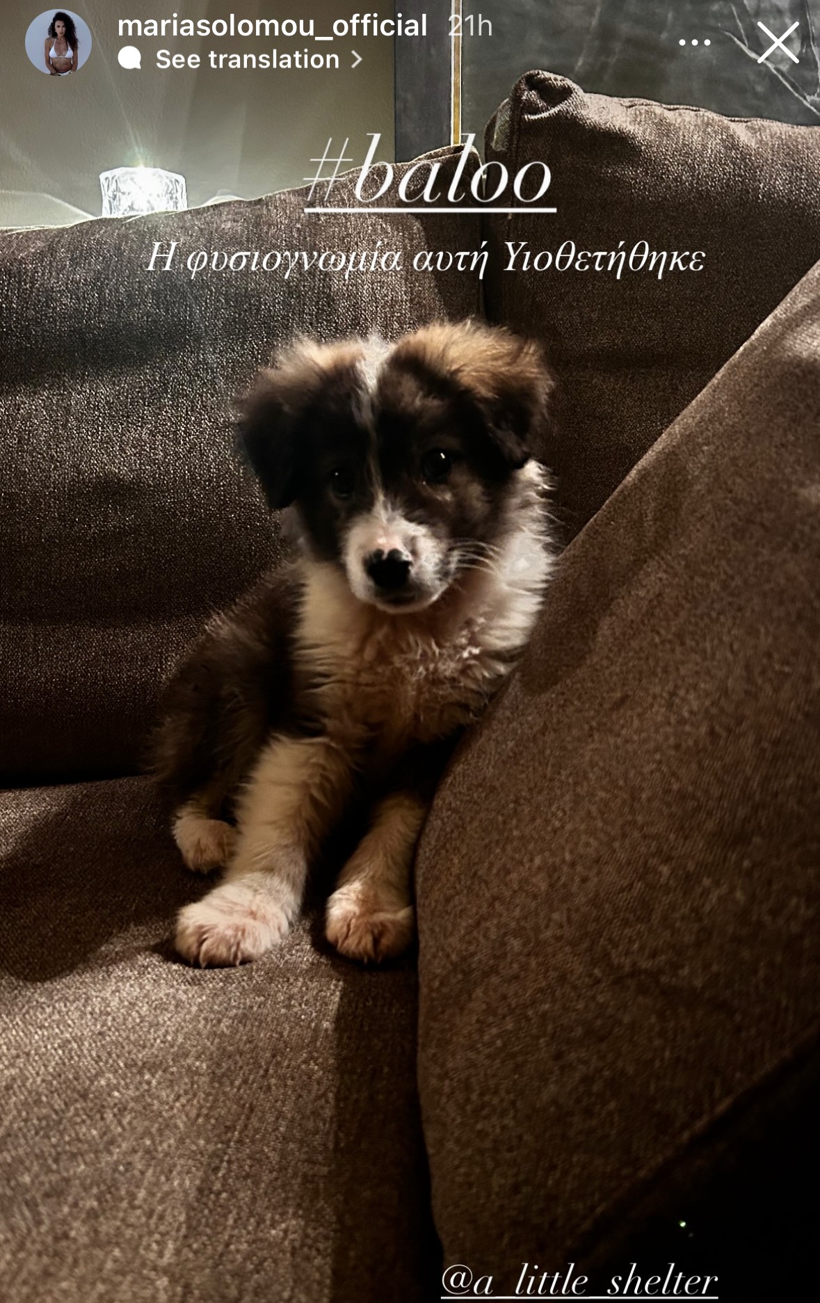 Το σκυλάκι που υιοθέτησε η Μαρία Σολωμού