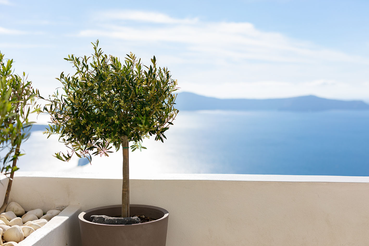 Ελιά σε γλάστρα στη Σαντορίνη