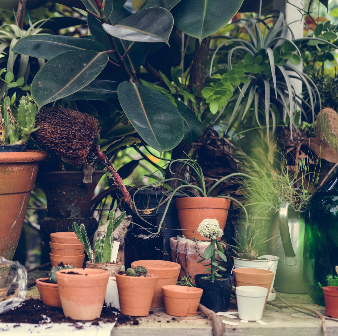 Φυτά σε γλάστρες