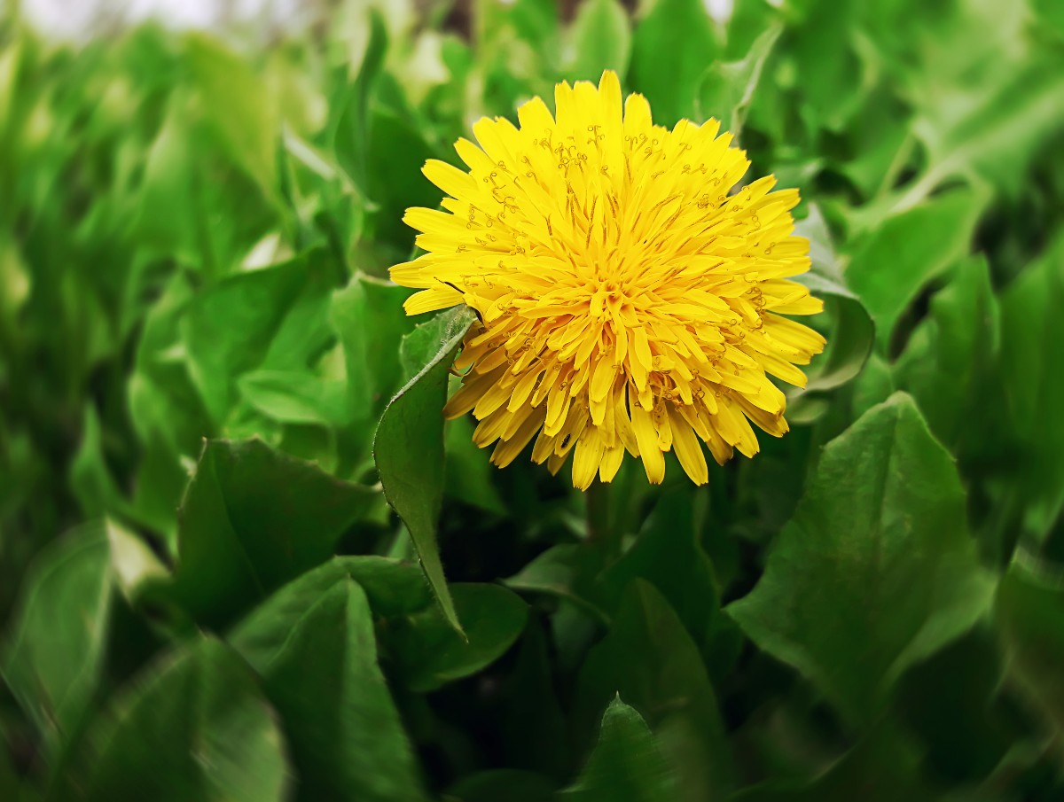 Το λουλούδι - βότανο ταραξάκο