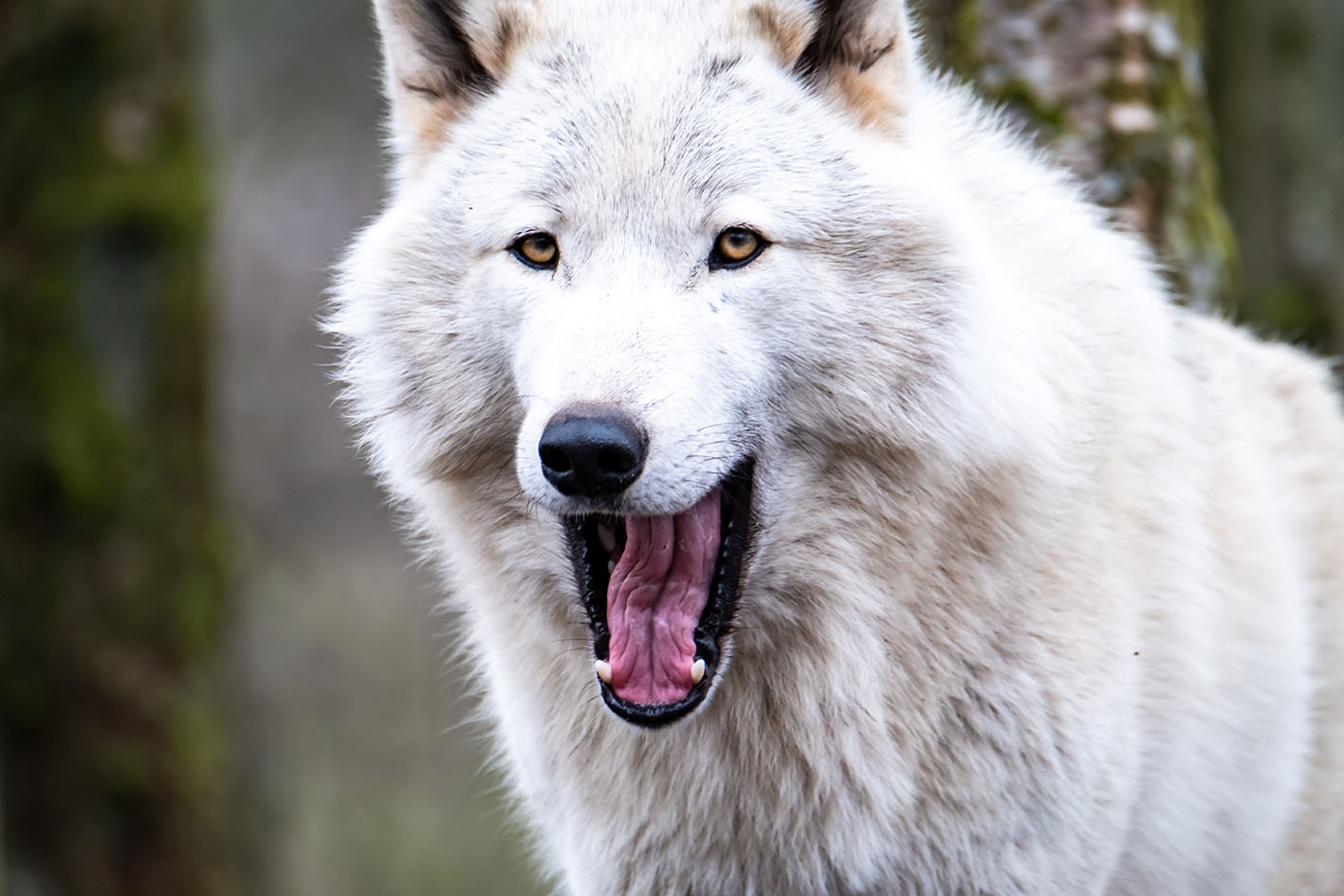 Λύκος σε ζωολογικό κήπο