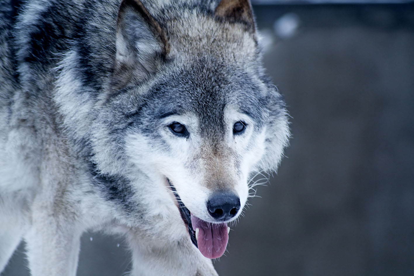 Λύκος σε ζωολογικό κήπο